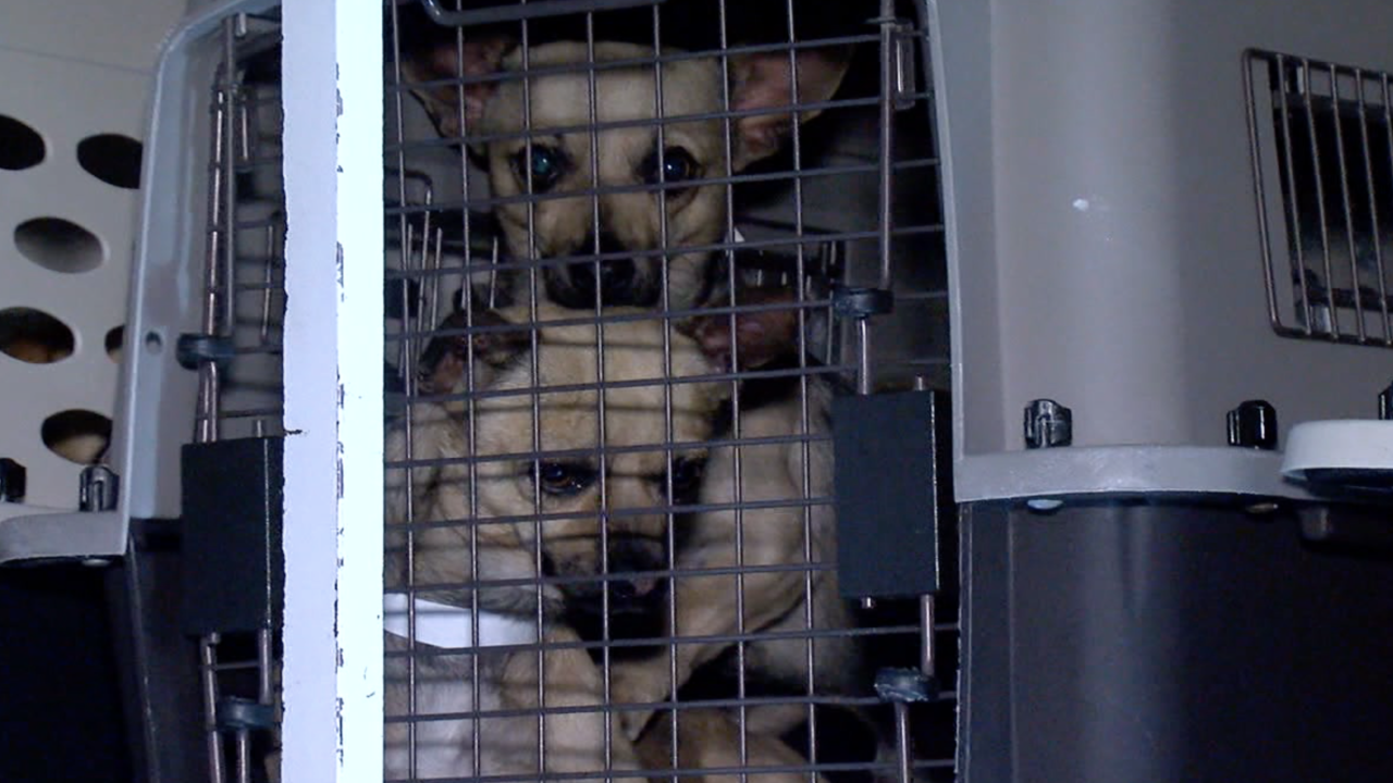 Can You Ship Dogs To Another State can-you-ship-dogs-to-another-state